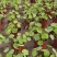四川成都温江出售大量精品荷花荷花荷花荷花荷花荷花荷花荷花