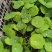 四川成都温江出售大量精品荷花荷花荷花荷花荷花荷花荷花荷花