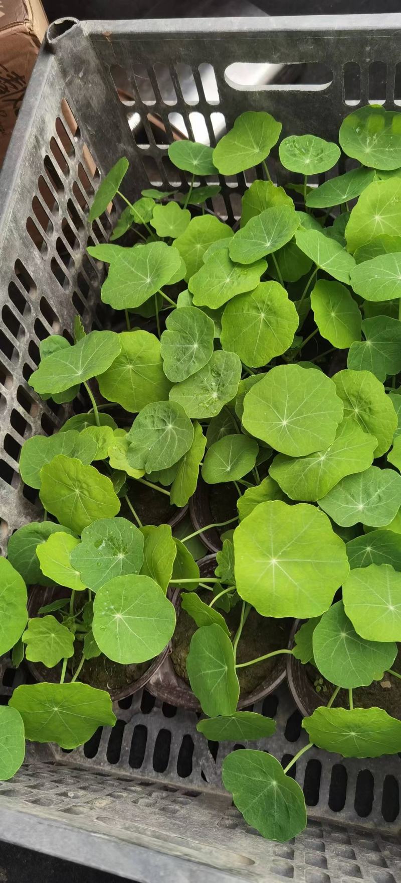 四川成都温江出售大量精品荷花荷花荷花荷花荷花荷花荷花荷花