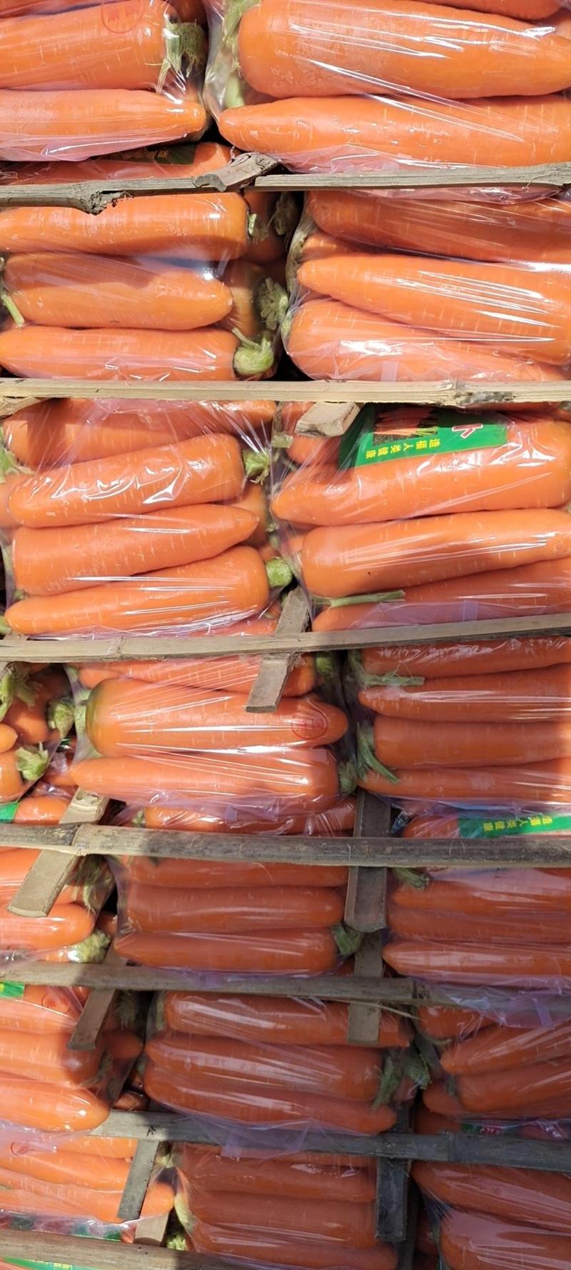 『优质胡萝卜』大量上市全国供应品质好欢迎洽谈合作