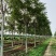 千头椿，景观绿化，