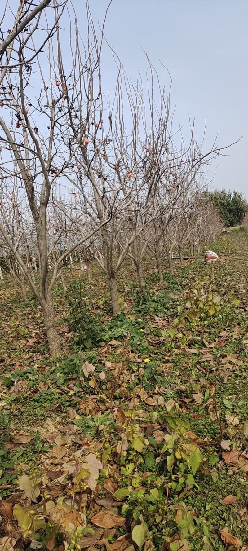 柿子树，8公分柿子树，10公分柿子树，12公分柿子树。