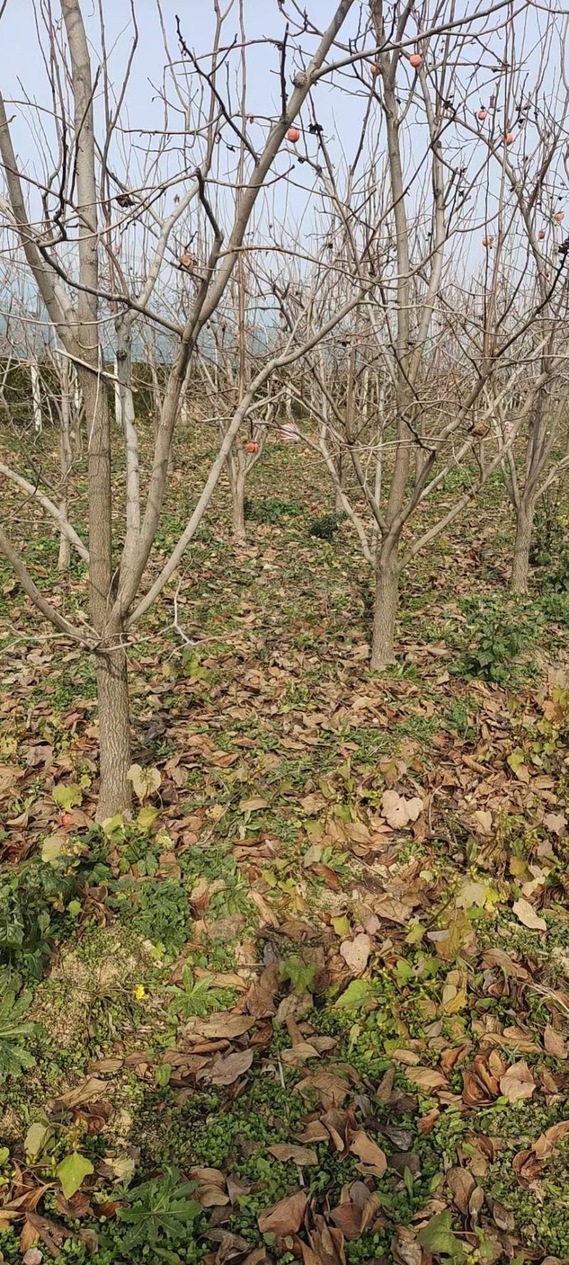 柿子树，8公分柿子树，10公分柿子树，12公分柿子树。