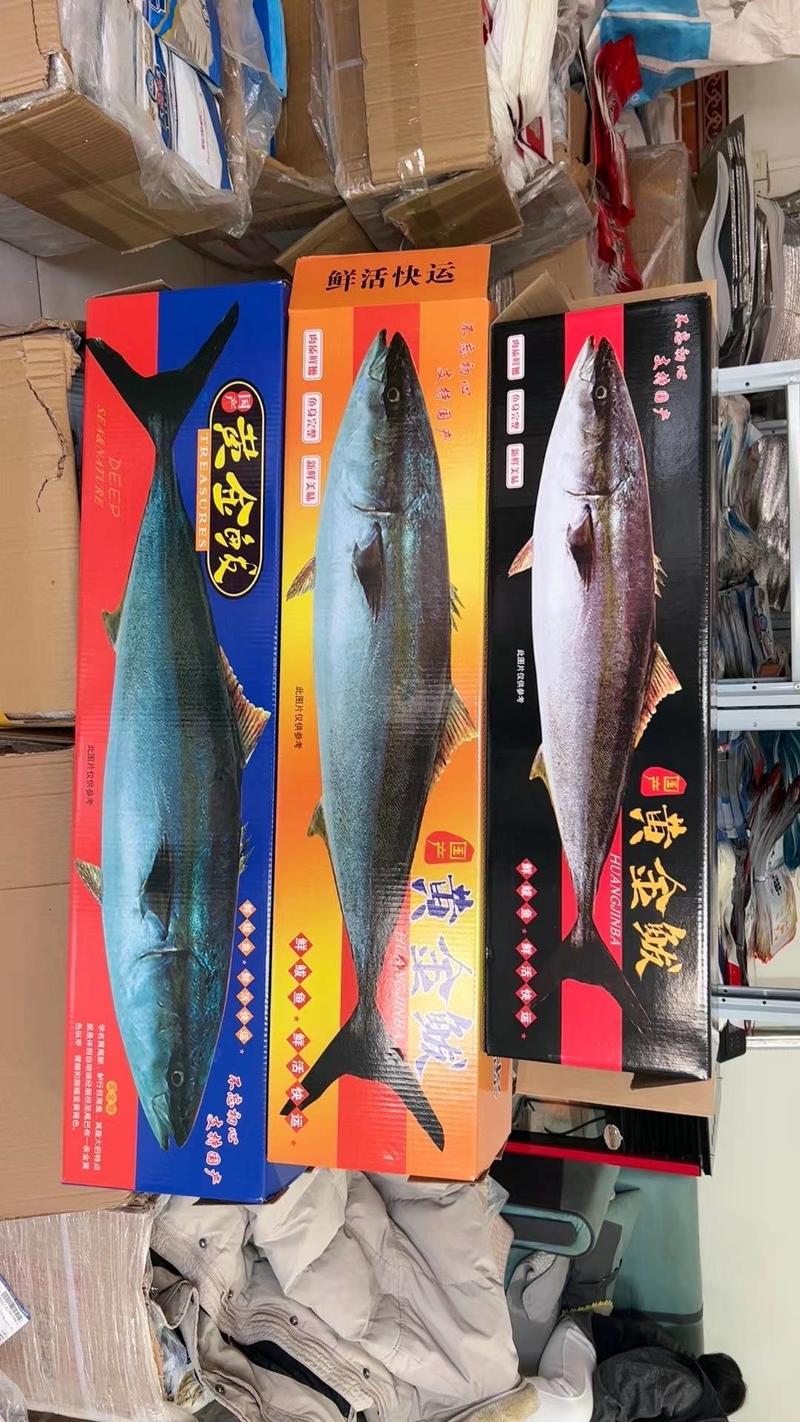 深海黄金大鲅鱼6-22斤都有现货，精美礼盒加泡沫盒发货