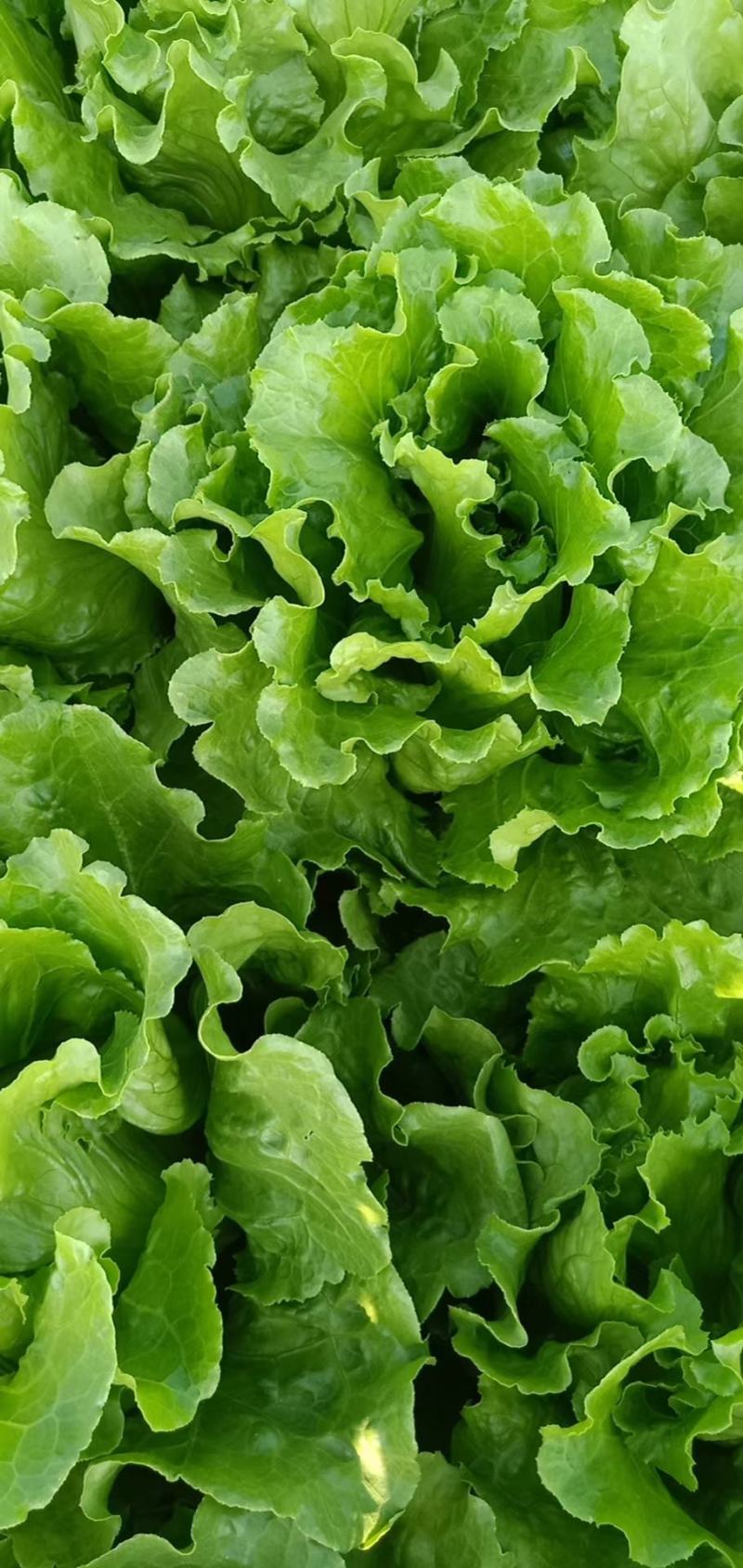 精品大棚生菜，质量好，价格低，现割现发，保质保量！