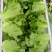 精品大棚生菜，质量好，价格低，现割现发，保质保量！