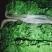 精品大棚生菜，质量好，价格低，现割现发，保质保量！