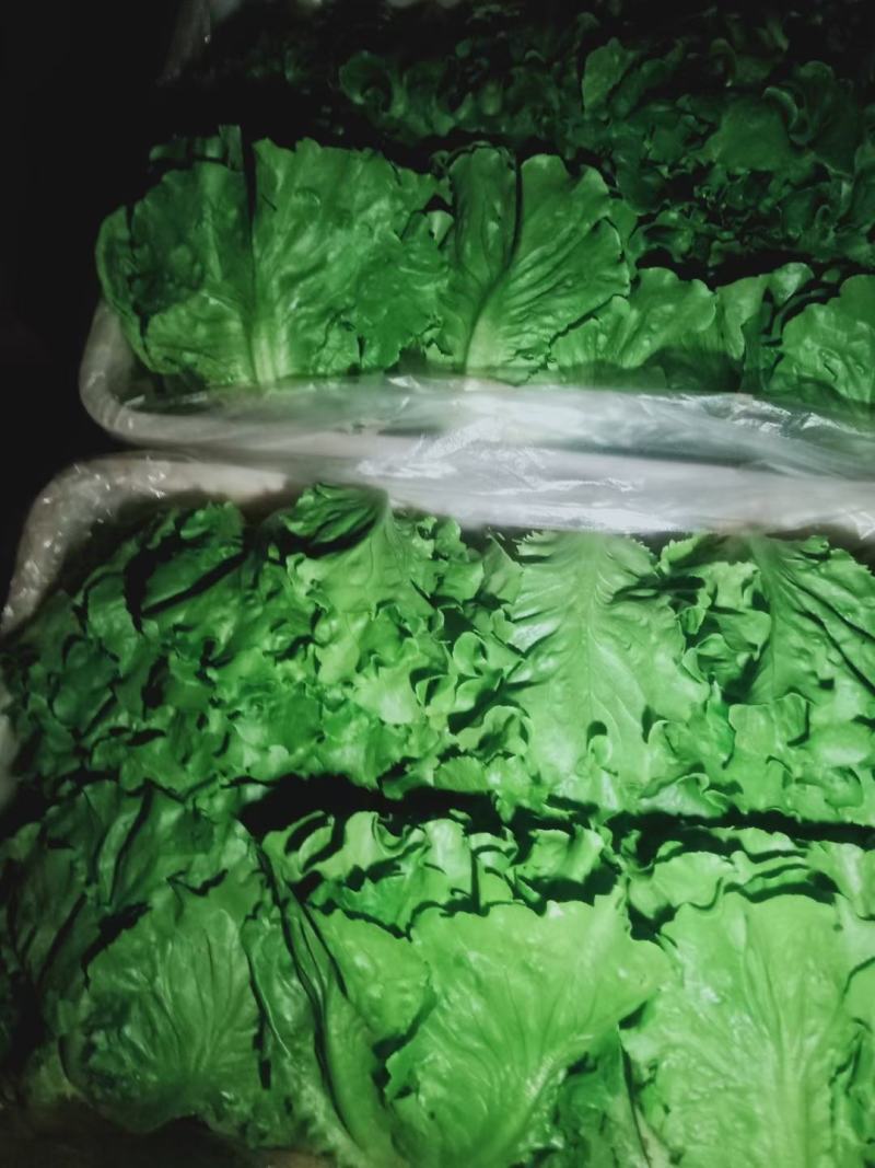 精品大棚生菜，质量好，价格低，现割现发，保质保量！
