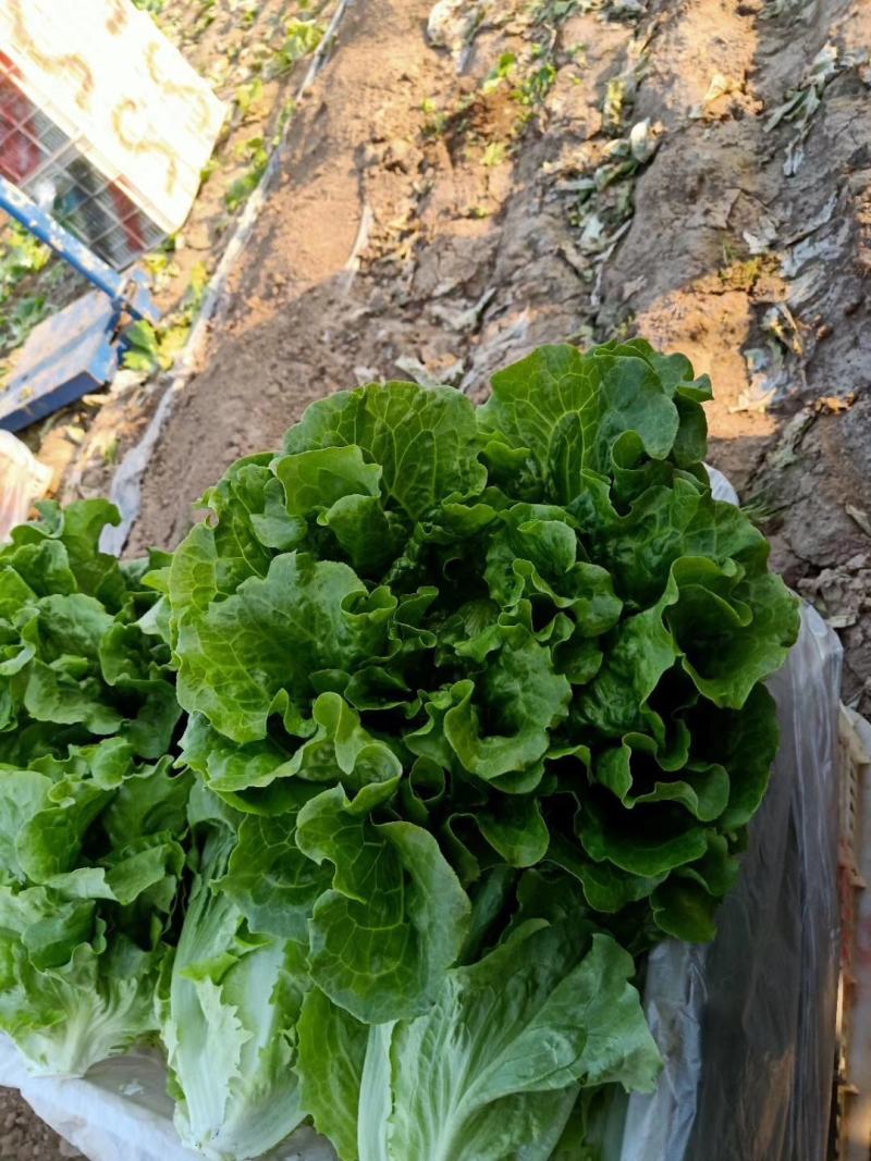 精品大棚生菜，质量好，价格低，现割现发，保质保量！