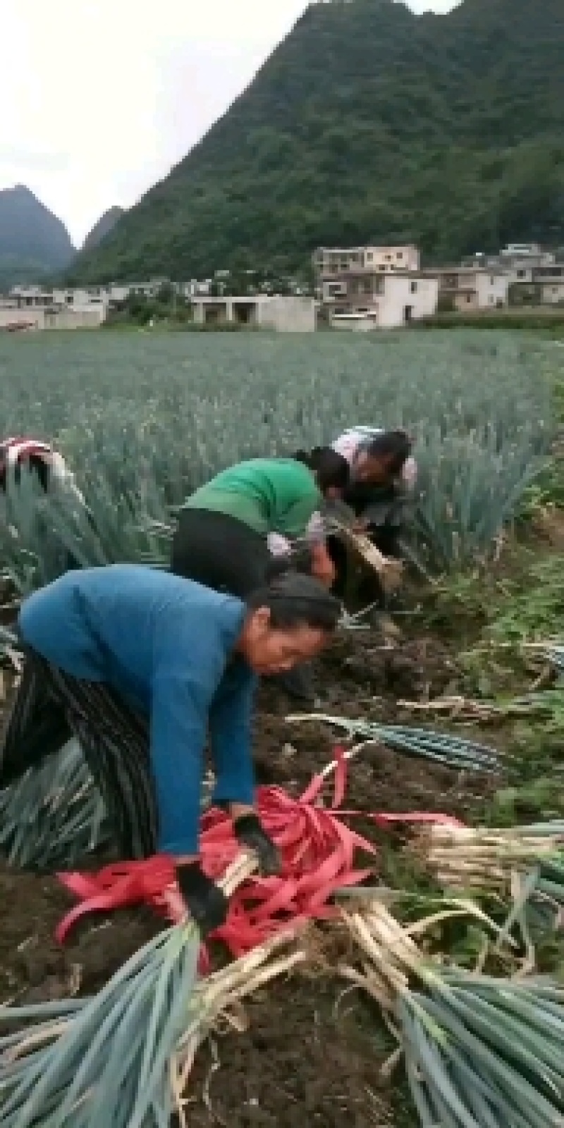 贵州关岭大葱全国发货超市电商需要的老板提前联系