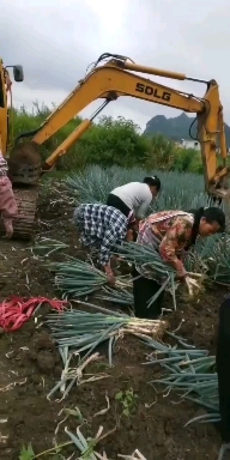 贵州关岭大葱全国发货超市电商需要的老板提前联系