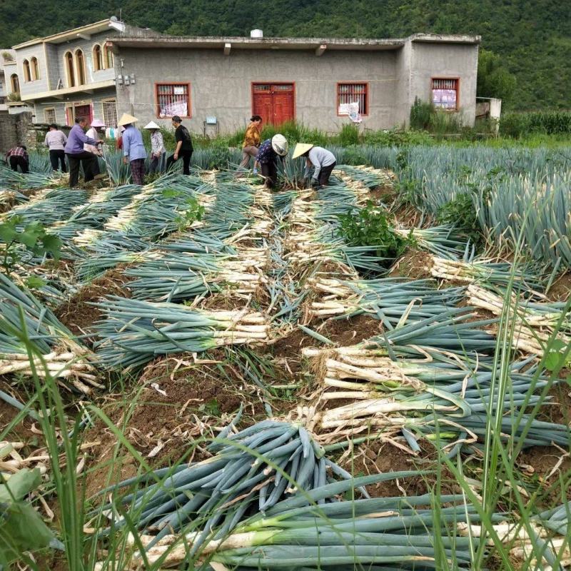 贵州关岭大葱全国发货超市电商需要的老板提前联系