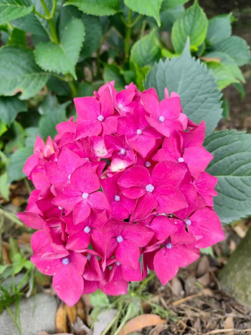 大量精品绣球无尽夏绣球八仙花绣球花卉应有尽有