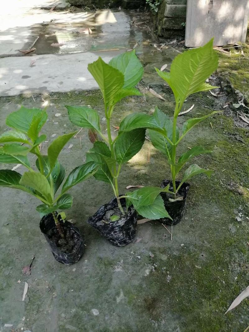 大量精品绣球无尽夏绣球八仙花绣球花卉应有尽有