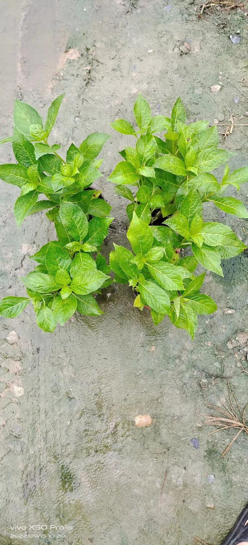 大量精品绣球无尽夏绣球八仙花绣球花卉应有尽有