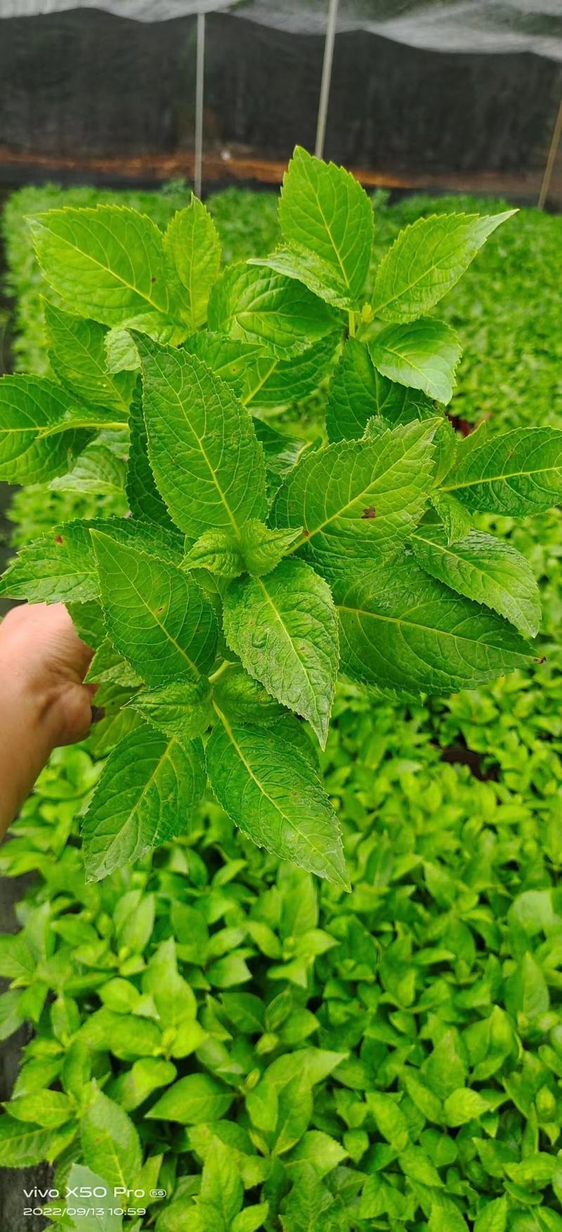 大量精品绣球无尽夏绣球八仙花绣球花卉应有尽有