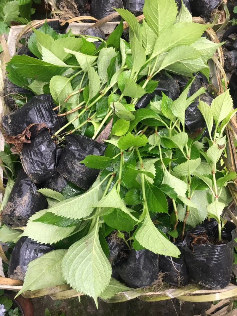 大量精品绣球无尽夏绣球八仙花绣球花卉应有尽有