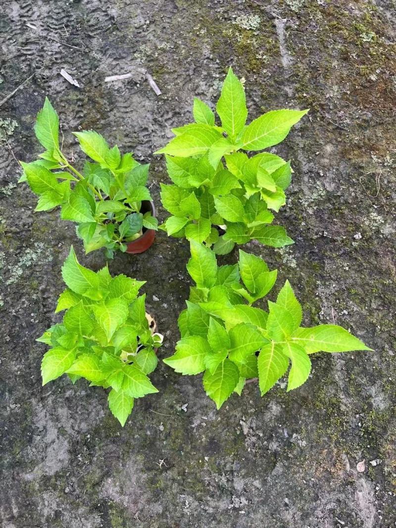 大量精品绣球无尽夏绣球八仙花绣球花卉应有尽有