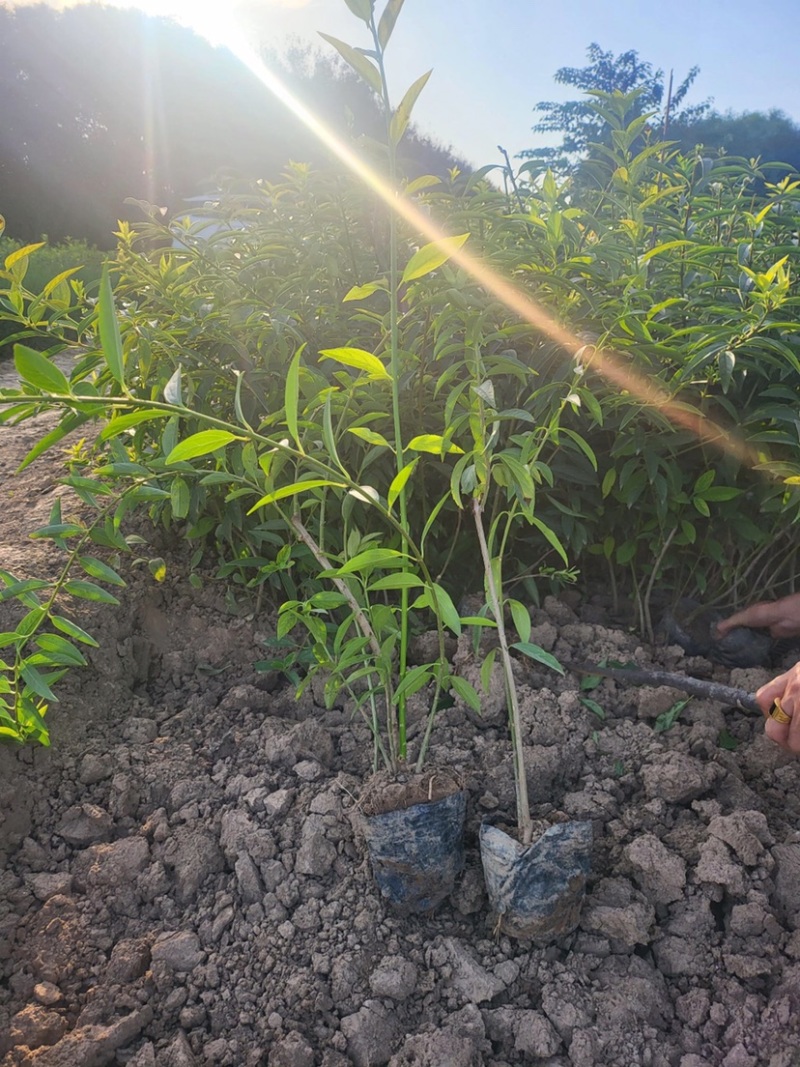 连翘苗西安产地直供品质好，优质小苗成活率高