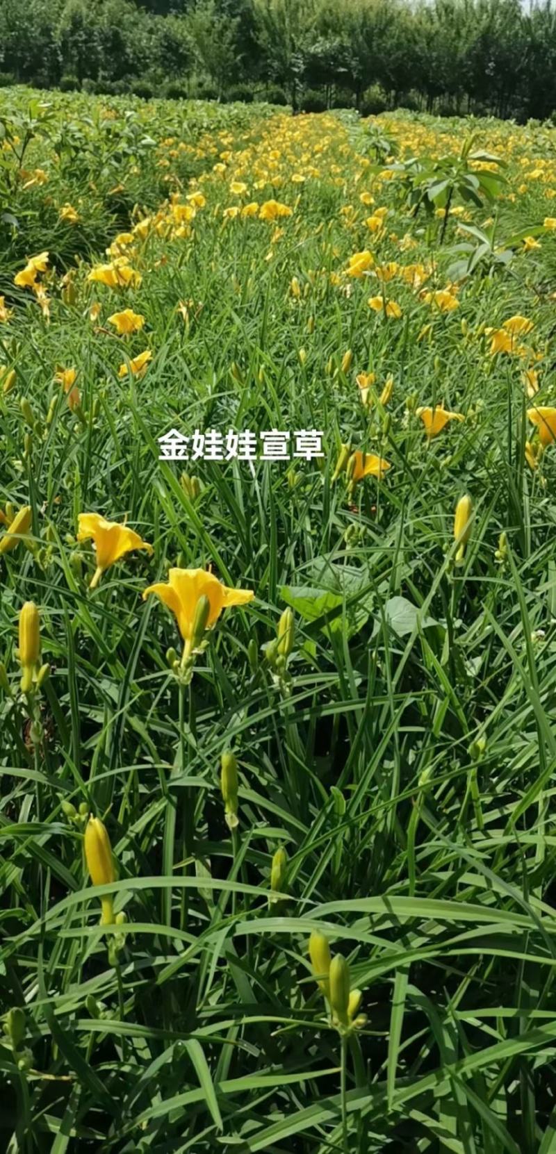 四川成都温江出售大量精品金娃娃萱草常绿萱草大花萱草萱草