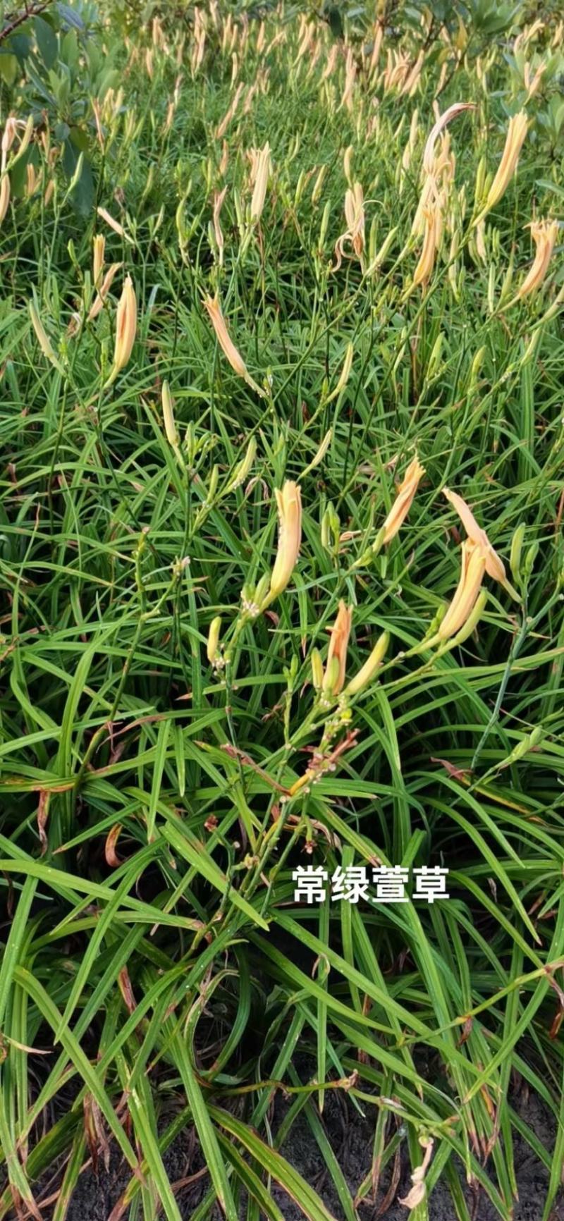 四川成都温江出售大量精品金娃娃萱草常绿萱草大花萱草萱草