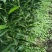 红柠檬贴木新会柑苗(茶枝柑，陈皮柑)