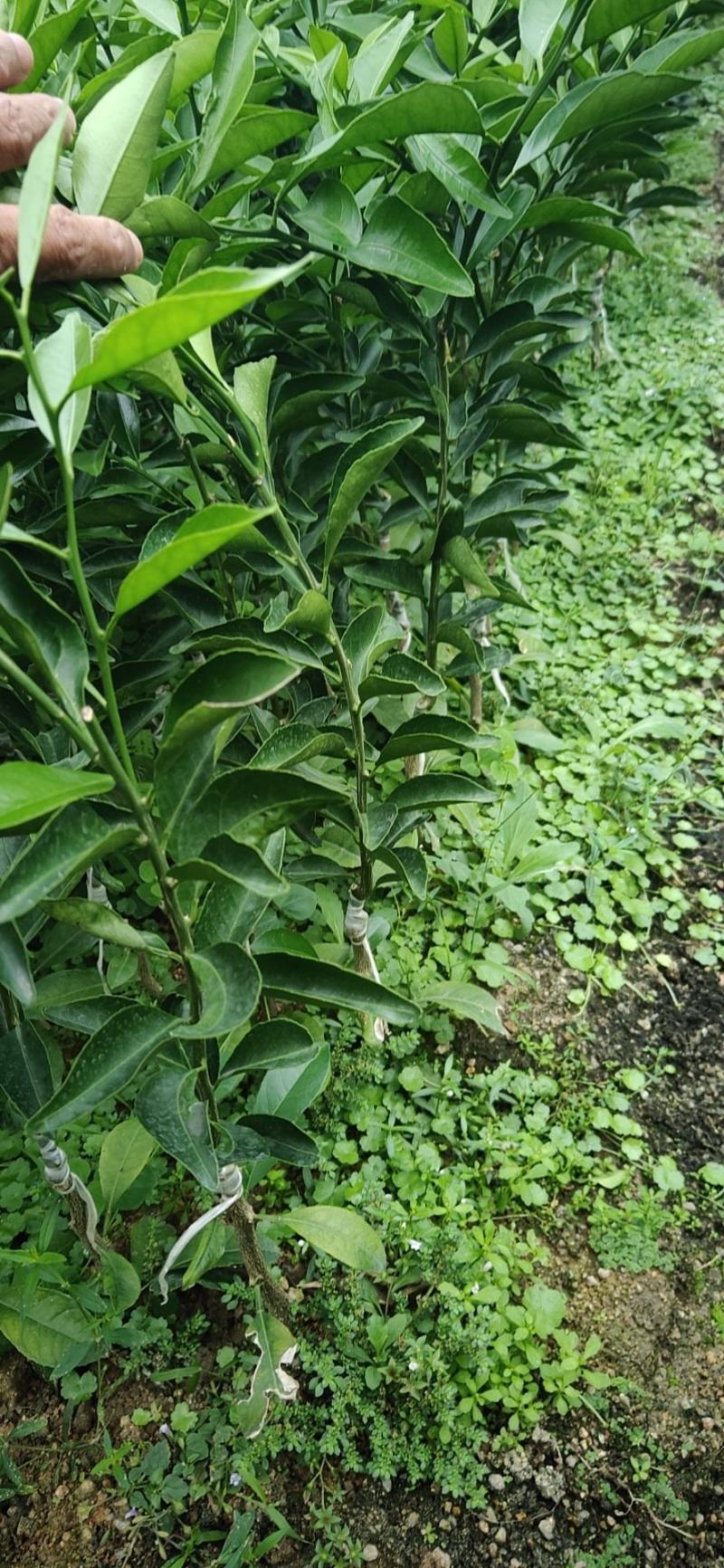 红柠檬贴木新会柑苗(茶枝柑，陈皮柑)