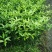 红柠檬贴木新会柑苗(茶枝柑，陈皮柑)