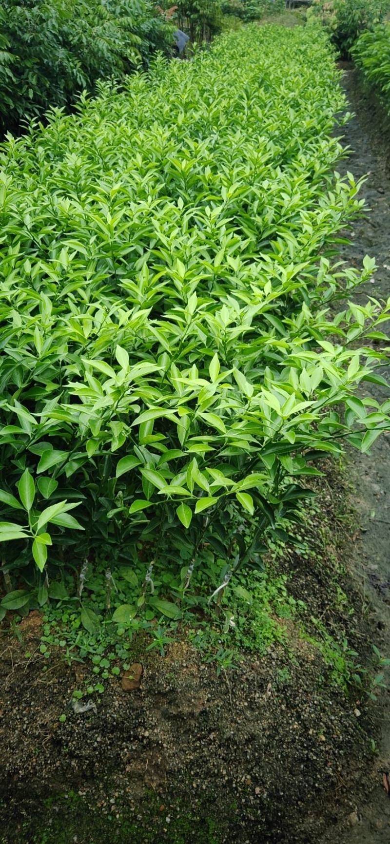 红柠檬贴木新会柑苗(茶枝柑，陈皮柑)