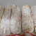 平菇枝条菌菌种