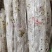 平菇枝条菌菌种