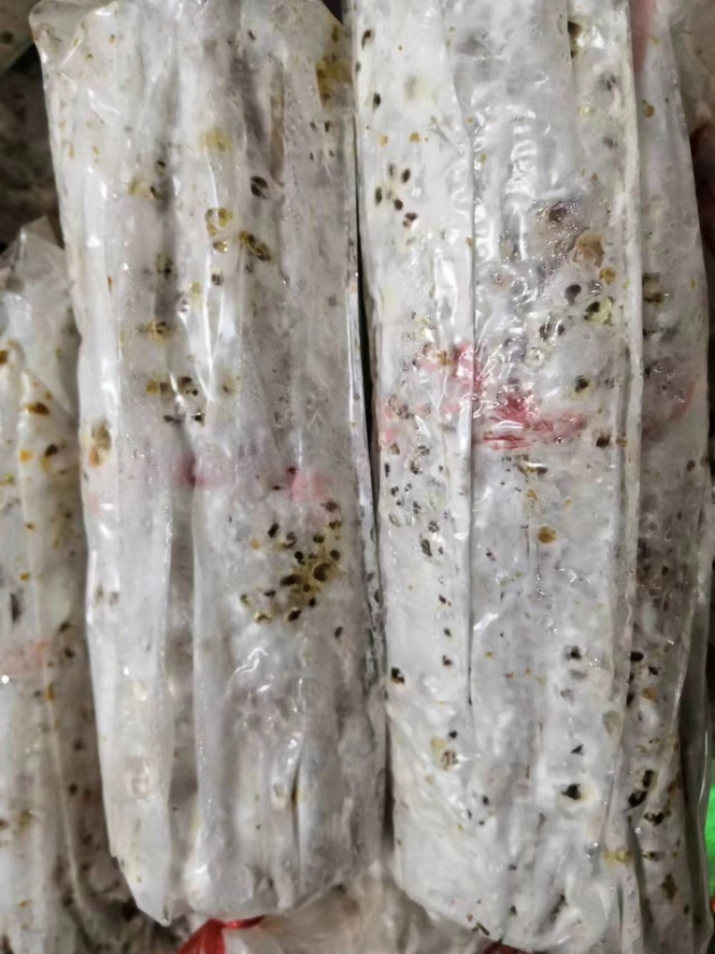 平菇枝条菌菌种