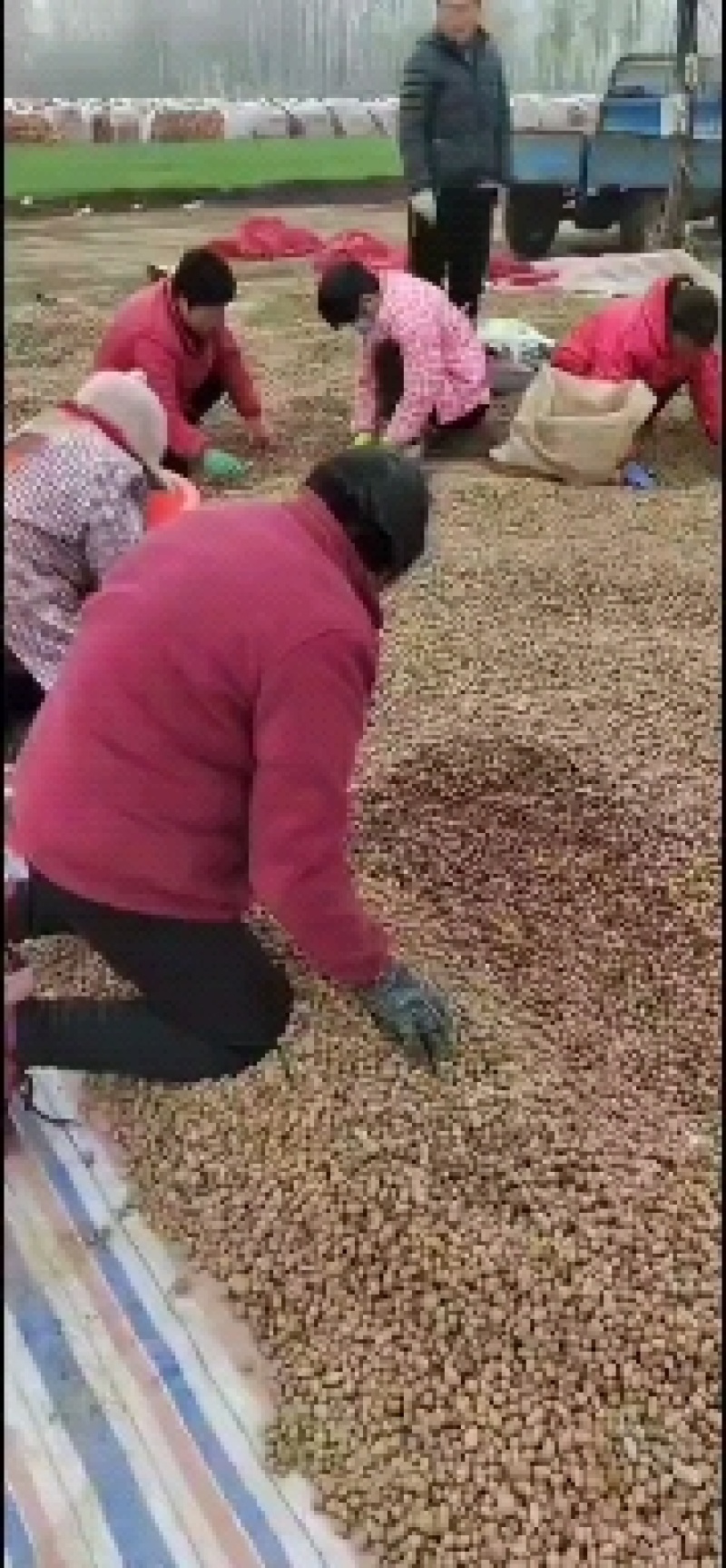 精品白玉山药豆，白玉山药适合育苗，电商欢迎来电咨询