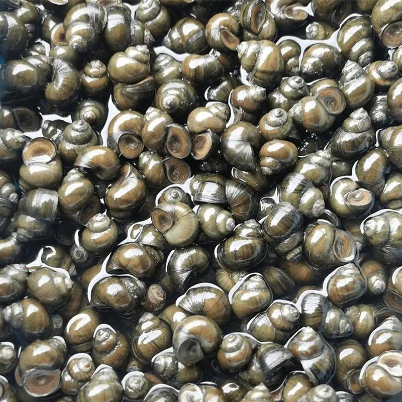 洪湖鱼米之乡淡水养殖食用薄壳清水石螺中华田园螺