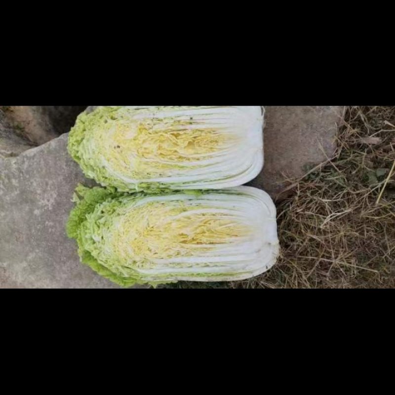 黄心白菜大量有货需要的老板在一亩田联系我
