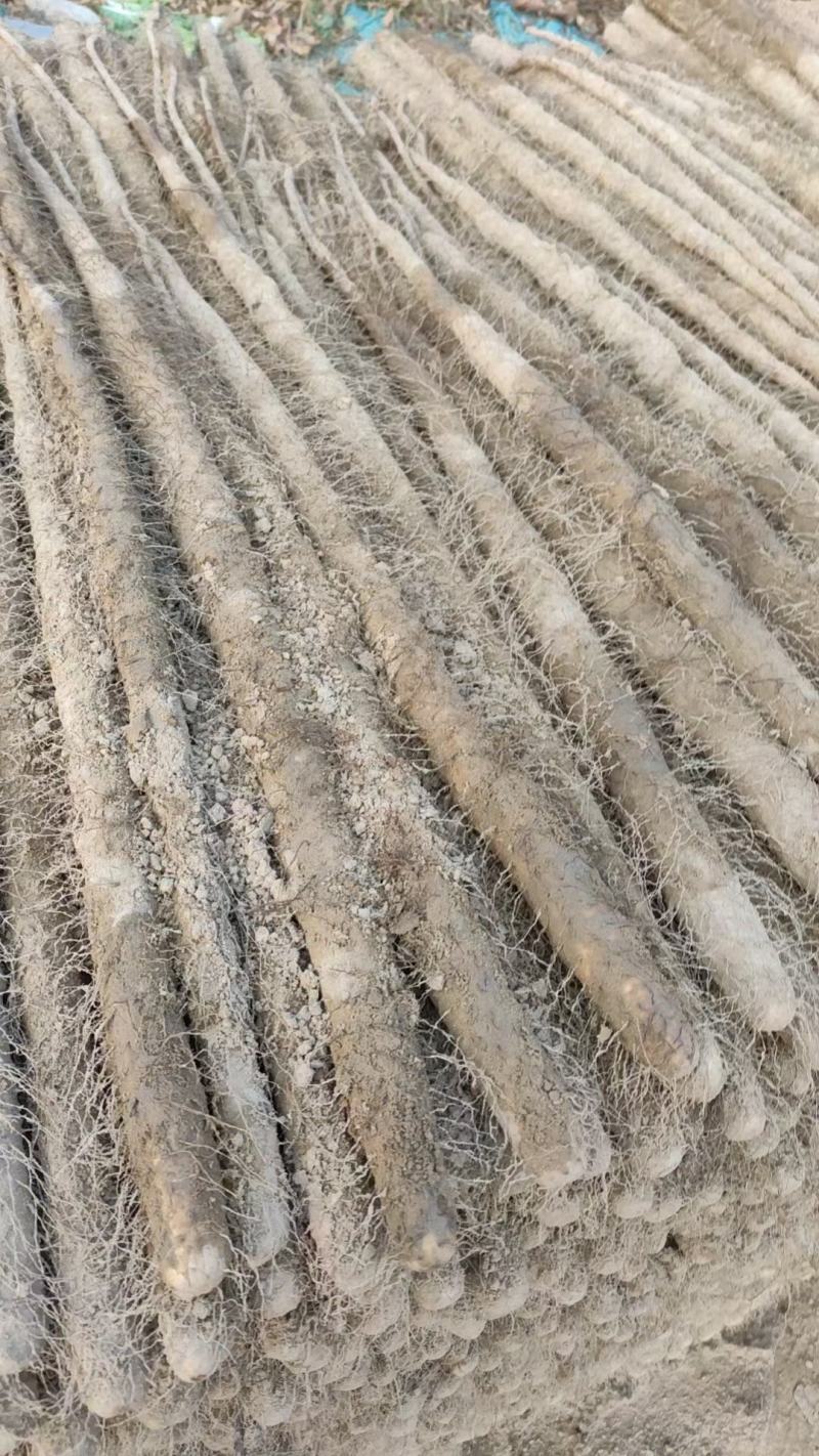 山药大量出土上市，各种货源充足，交通方便，质量好价格优