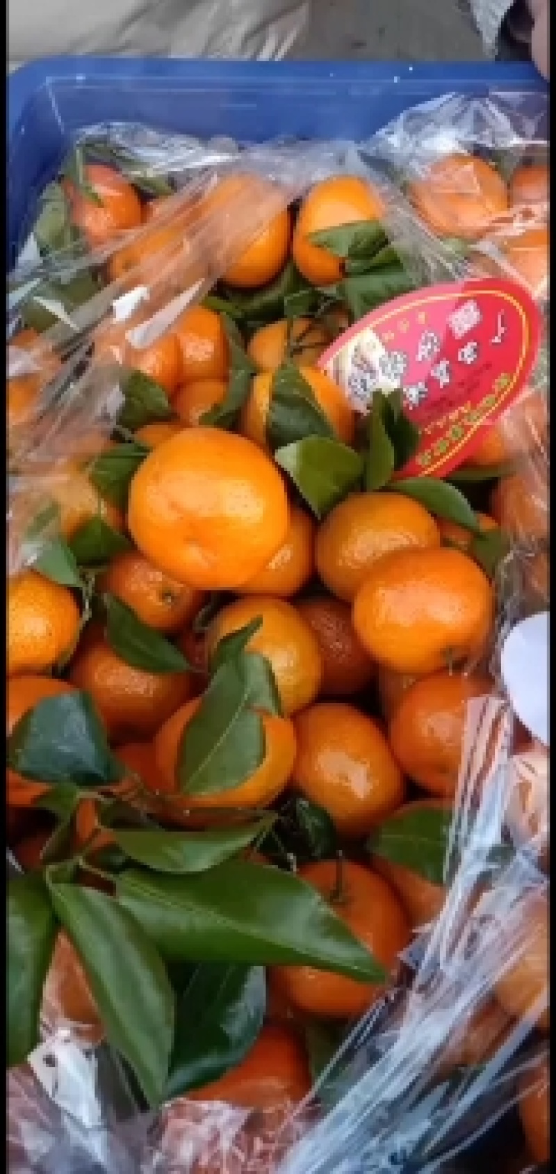 精品框装精装的砂糖橘