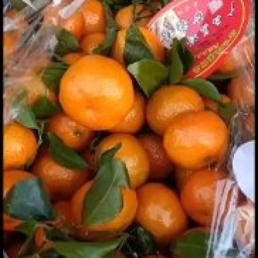 精品框装精装的砂糖橘