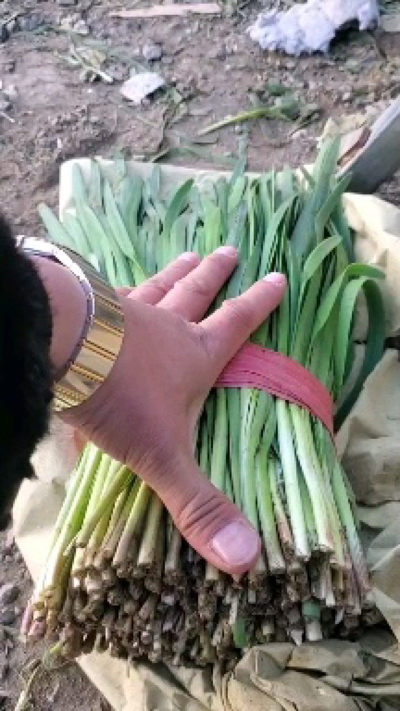 【精品】头茬小叶韭菜基地直供保证质量新鲜现割诚信经营