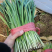 【精品】头茬小叶韭菜基地直供保证质量新鲜现割诚信经营