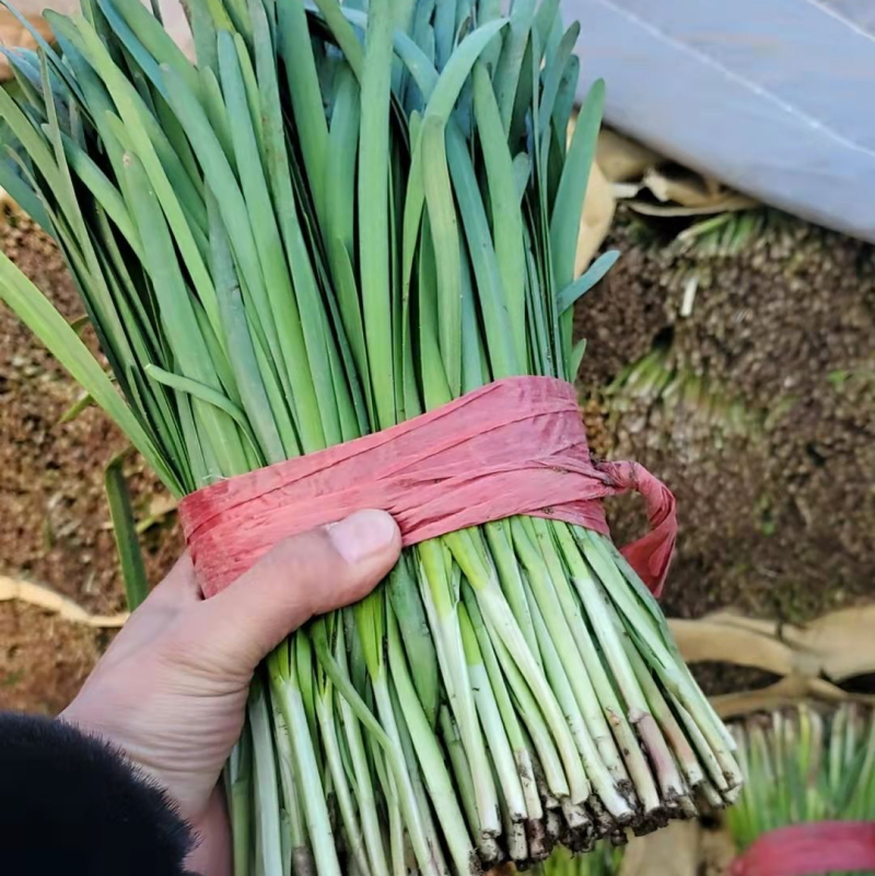 【精品】头茬小叶韭菜基地直供保证质量新鲜现割诚信经营