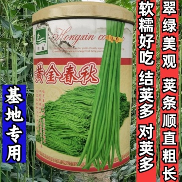 黄金春秋豇豆种子中早熟翠绿荚长高产耐热耐寒长豆角豇豆种子