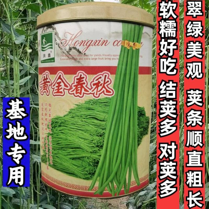 黄金春秋豇豆种子中早熟翠绿荚长高产耐热耐寒长豆角豇豆种子