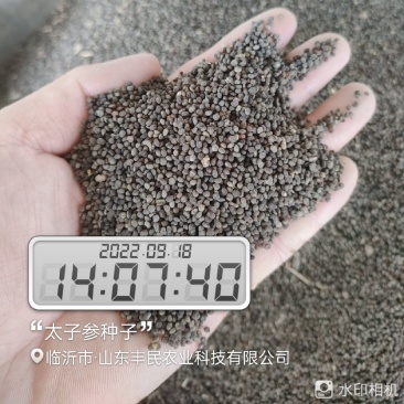 太子参种子