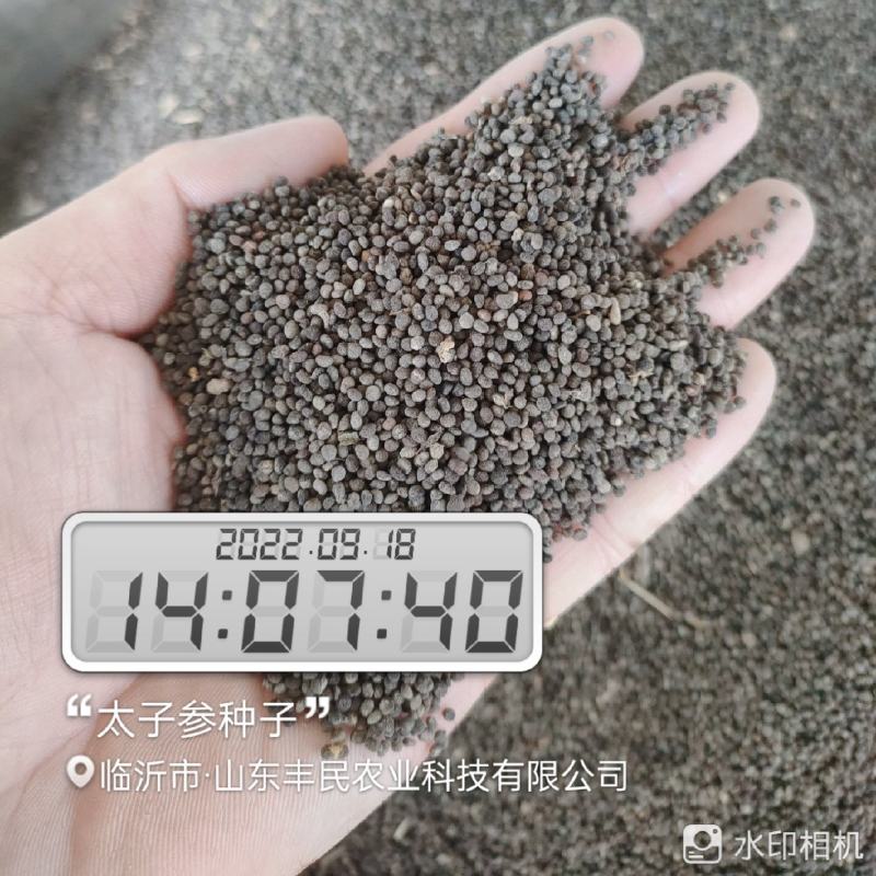太子参种子