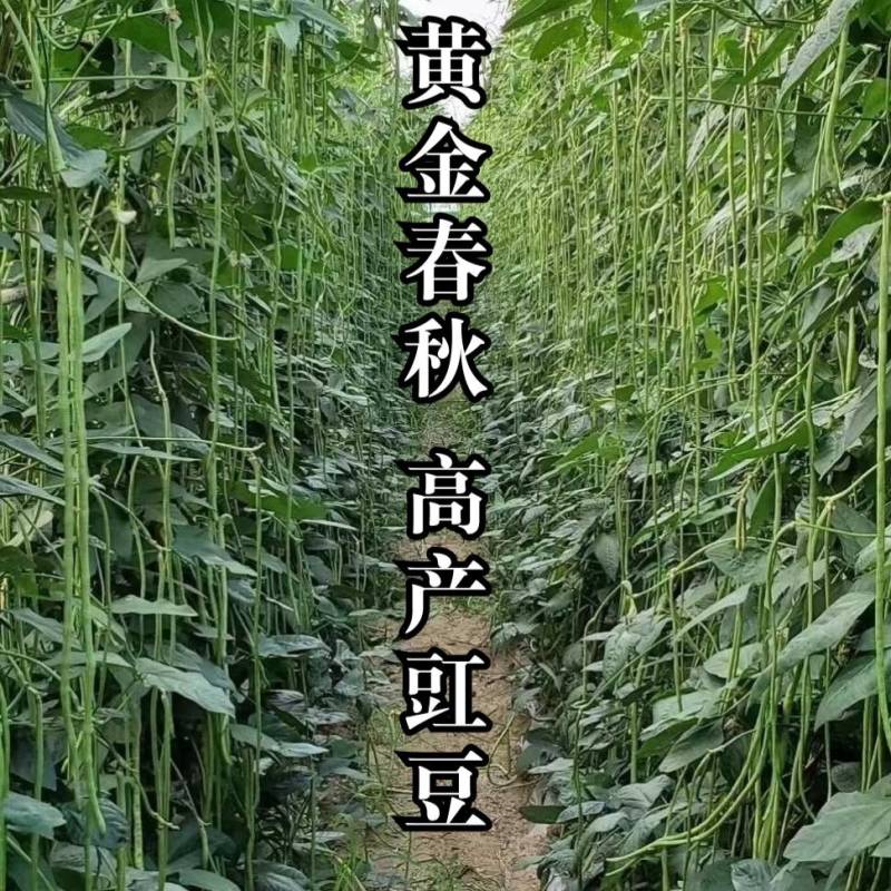 黄金春秋豇豆种子中早熟翠绿荚长高产耐热耐寒长豆角豇豆种子