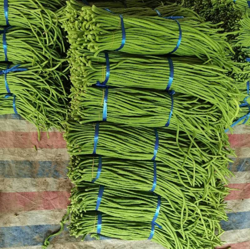 黄金春秋豇豆种子中早熟翠绿荚长高产耐热耐寒长豆角豇豆种子