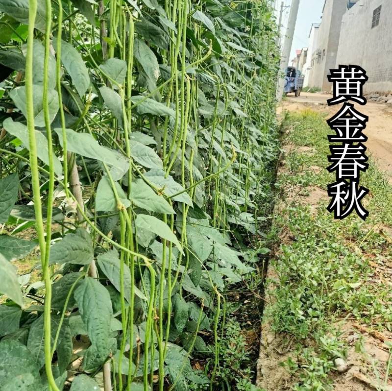 黄金春秋豇豆种子中早熟翠绿荚长高产耐热耐寒长豆角豇豆种子