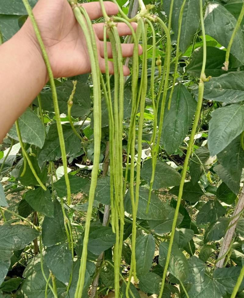 黄金春秋豇豆种子中早熟翠绿荚长高产耐热耐寒长豆角豇豆种子