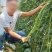 黄金春秋豇豆种子中早熟翠绿荚长高产耐热耐寒长豆角豇豆种子
